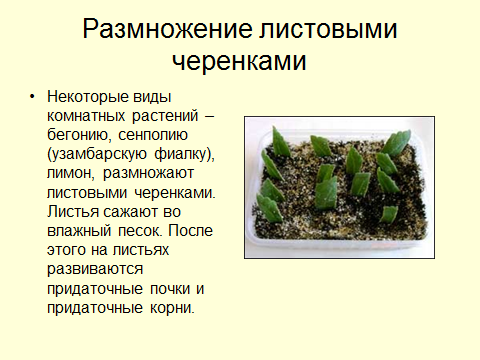 Методическая разработка урока биологии Вегетативное размножение растений, 6 класс