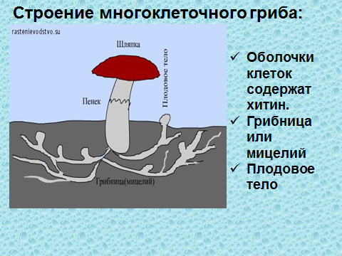 Тема урока: Грибы, их общая характеристика, строение и жизнедеятельность. Роль грибов в природе и жизни человека