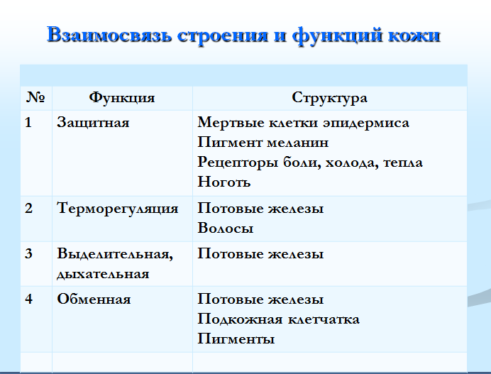 Функции кожи таблица 8 класс биология