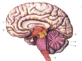 Методическая разработка урока биологии на тему: Головной мозг. Задний и средний мозг