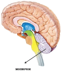 Методическая разработка урока биологии на тему: Головной мозг. Задний и средний мозг