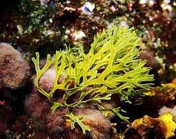 Проверочный тест по биологии 5 класс Жизнь организмов в морях и океанах
