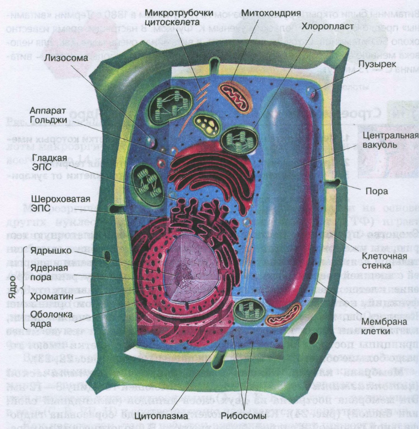Растительные клетки названия. Строение растительной клетки 10 класс биология. Схема ростительноймклетки биология. Растительная клетка биология 10 класс. Клетка биология схема растительная.