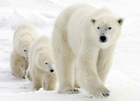 Арктика России: животный мир. Классный час. 2 класс
