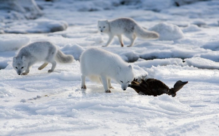 Арктика России: животный мир. Классный час. 2 класс