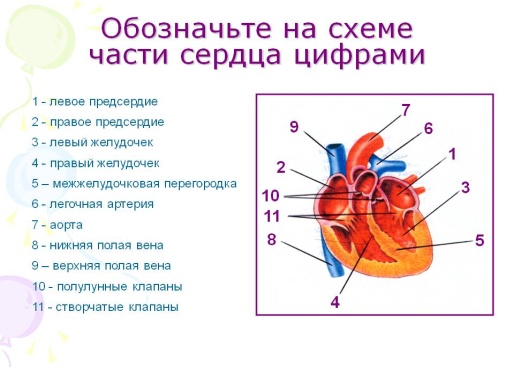 Открытый урок Сердце 8 класс