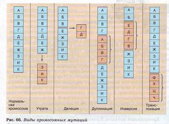 Уроки биологии 10 класс, 3 четверть