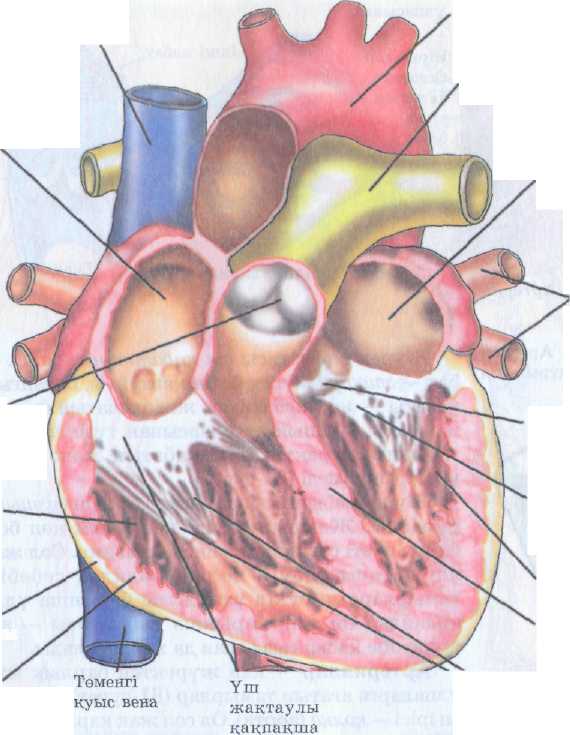 Жүректің құрылысы. Жүрекшелер мен қарыншалардың қызметі. Жүрек қақпақшалары. Қан тамырлары: артериялар, капиллярлар, веналар. Веналық қақпақшалары.