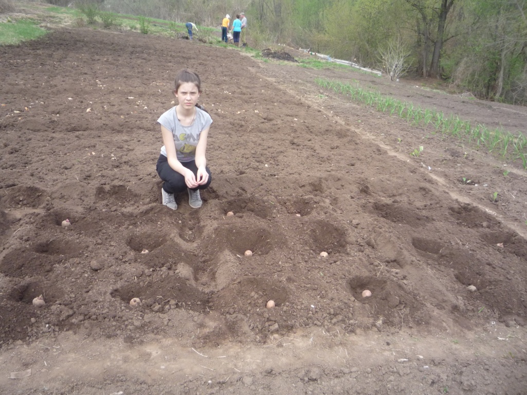Исследовательская работа ученицы 7 В класса Шаклеиной Яны Влияние яровизации и обрывания цветов картофеля на урожай