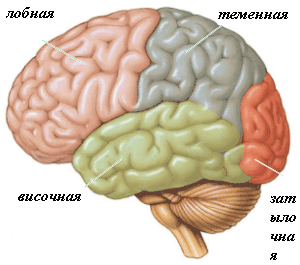 Конспект урока на тему: Строение и функции головного мозга