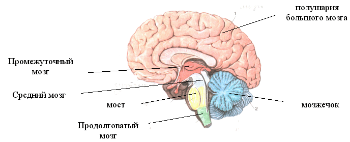 Конспект урока на тему: Строение и функции головного мозга
