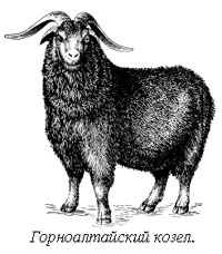 Исследовательский проект Почему в Урюпинске любят козу?