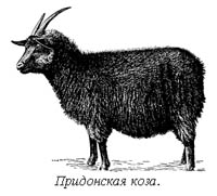 Исследовательский проект Почему в Урюпинске любят козу?