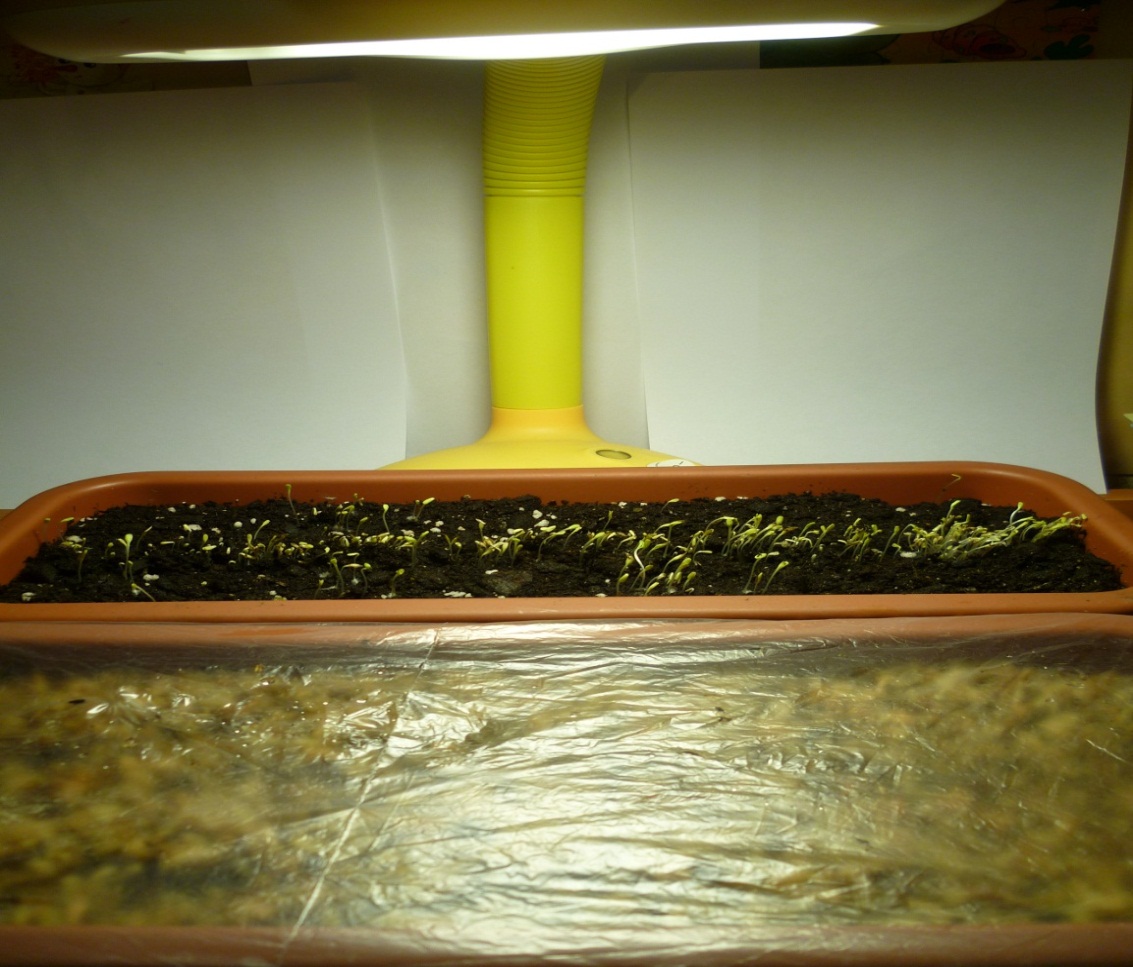 Исследовательская работа Влияние грунта на урожайность листового салата в условиях квартиры