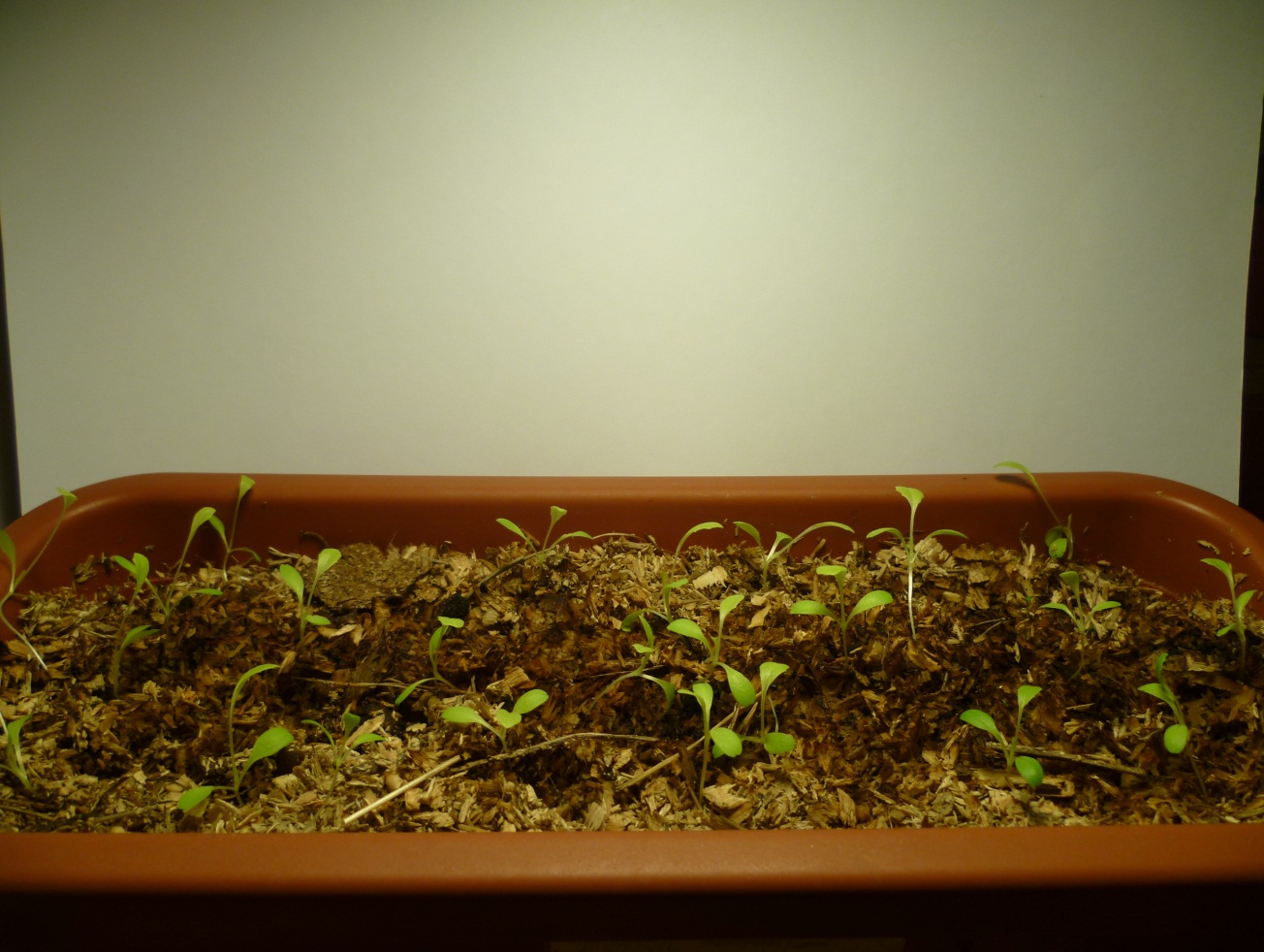 Исследовательская работа Влияние грунта на урожайность листового салата в условиях квартиры