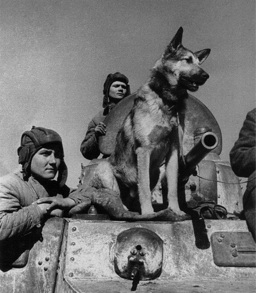 Животные – герои Великой Отечественной войны тематическая беседа для детей дошкольного возраста