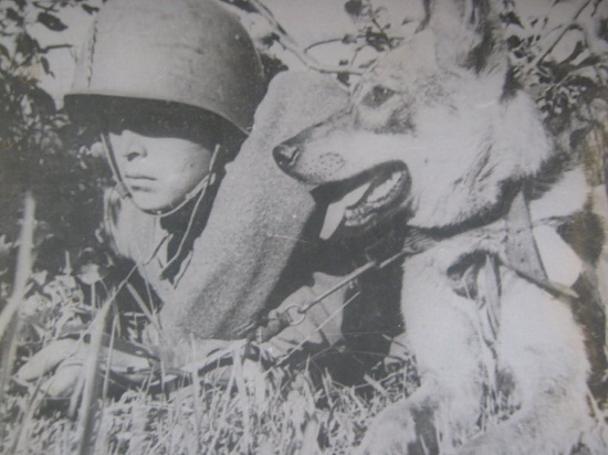 Животные – герои Великой Отечественной войны тематическая беседа для детей дошкольного возраста