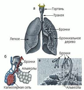 Разработка по русскому языку на тему: Согласованные определения, выраженные местоимением