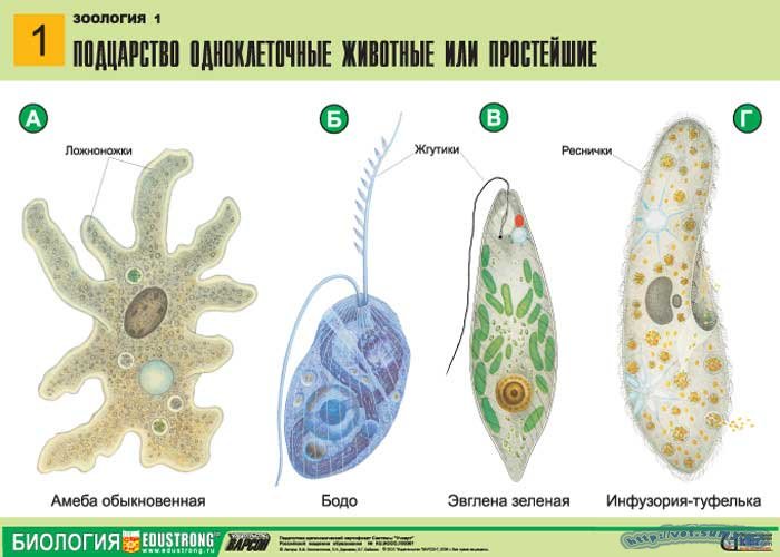 Авторская программа по экологии