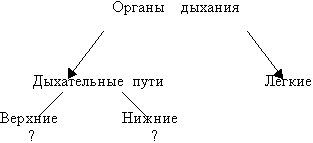 Тема урока: Строение легких. Газообмен в легких и тканях