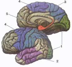 Проверочная работа по биологии на тему Головной мозг человека (8 кл. углуб. М.Р.Сапин и др.)