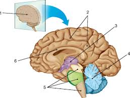 Проверочная работа по биологии на тему Головной мозг человека (8 кл. углуб. М.Р.Сапин и др.)