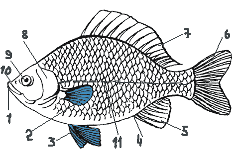Тематическая контрольная работа по биологии 7 класс: Надкласс рыбы.Земноводные