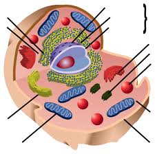 Мембраналы органоид. Гольджи жиынтығы және лизосома. (10 сынып)