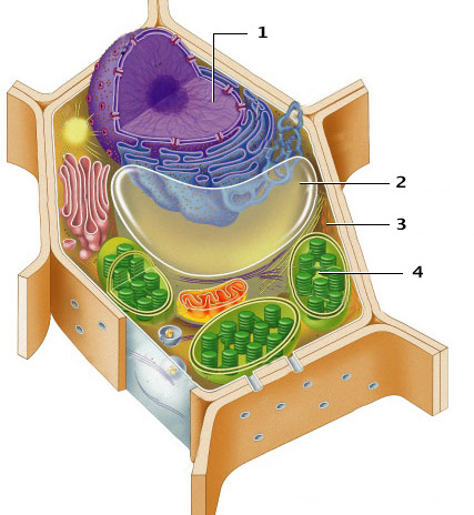 Технологическая карта урока по ФГОС Строение клетки растений. 5 класс
