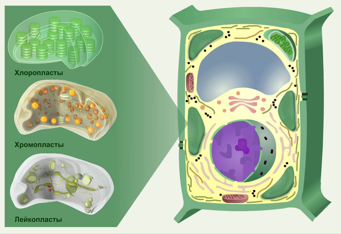 Технологическая карта урока по ФГОС Строение клетки растений. 5 класс