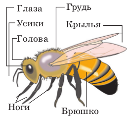 Исследовательская работа о пчелах ученика 1 В класса Вертянова Романа