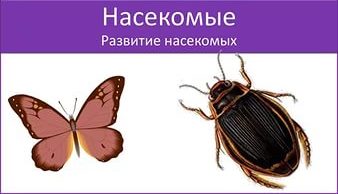 Конспект на тему Особенности размножения и развития насекомых, их роль в экосистемах и жизни человека.