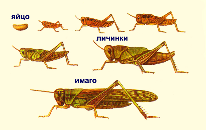 Конспект на тему Особенности размножения и развития насекомых, их роль в экосистемах и жизни человека.
