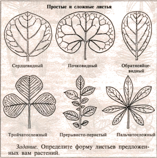 Рисунок листа биология 6 класс