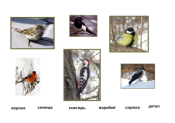 Конспект урока по окружающему миру на тему «Как зимой помочь птицам?» (1 класс)