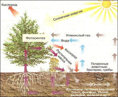 Биосфера фотосинтез. Схема биологического круговорота веществ. Биологический круговорот почвоведение. Биологический круговорот веществ в природе. Схема круговорота веществ и энергии.