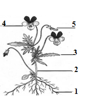 Тест по биологии 6 органы растений. Органы растений задания с рисунками. Строение растения 6 класс. Строение цветка без подписей. Рисунок растения по биологии.