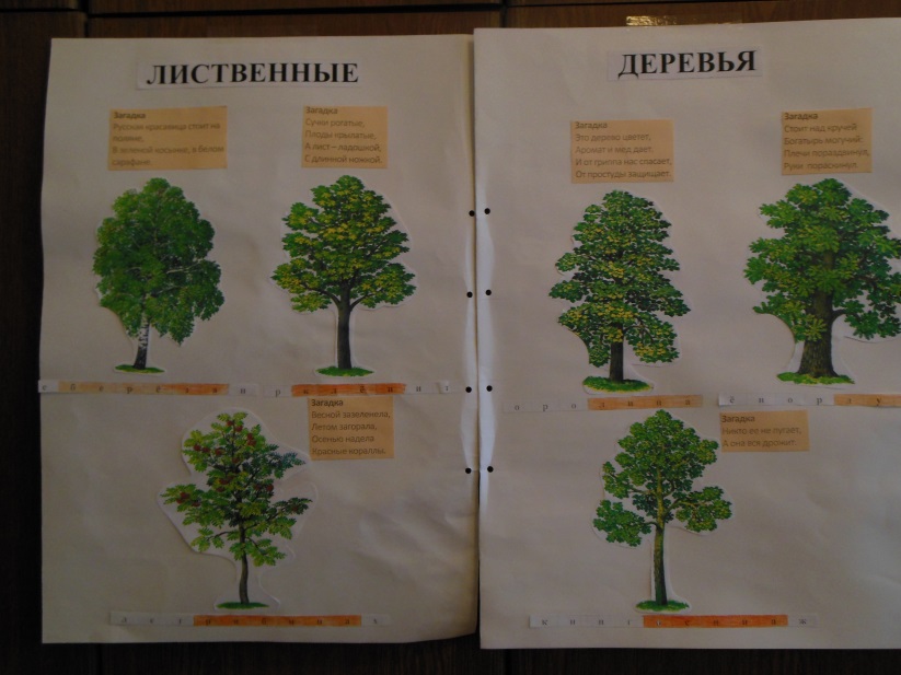 Лиственные породы деревьев. Лиственные деревья названия 2 класс. Лиственные деревья названия с картинками для детей 1 класса. Лиственные деревья для сайта. Интерактивный плакат «лиственные деревья».