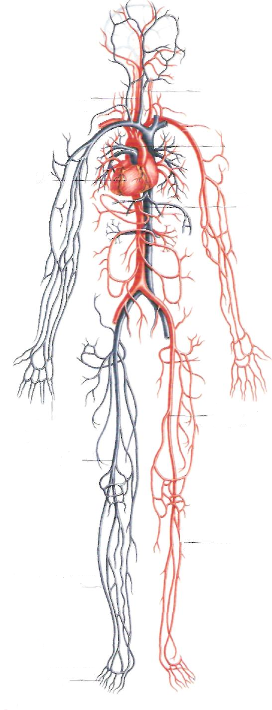 Артерия и вена рисунок. Венозная система человека. Сосуды артерии и вены анатомия.