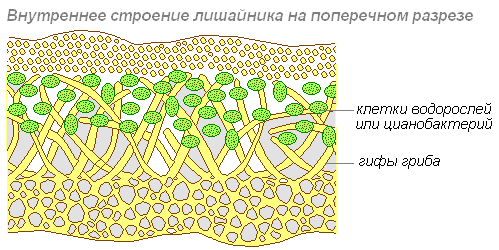 Урок по биологии на тему Лихенология - наука о лишайниках