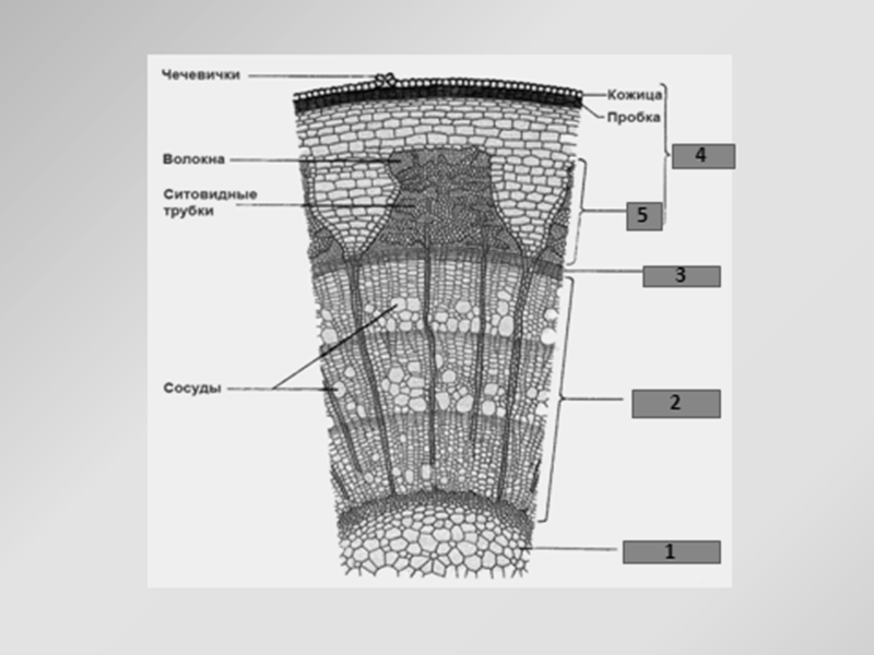 Конспект и технологическая карта по биологии на тему Передвижение воды и питательных веществ по стеблю.