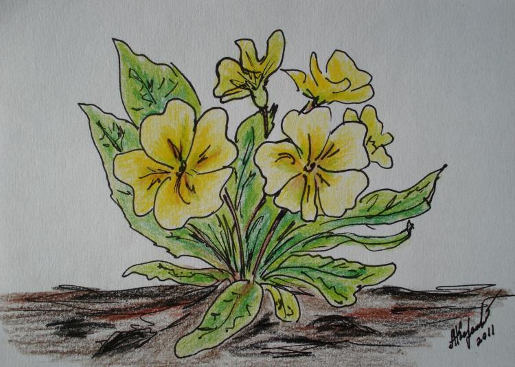 Первоцвет карандашом. Рисование первоцветы. Растения рисунок. Весенние цветы карандашом. Весенние цветы цветными карандашами.