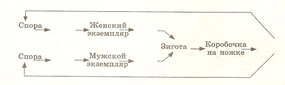 Технологическая карта + маршрутный лист к уроку биологии на тему Размножение споровых растений