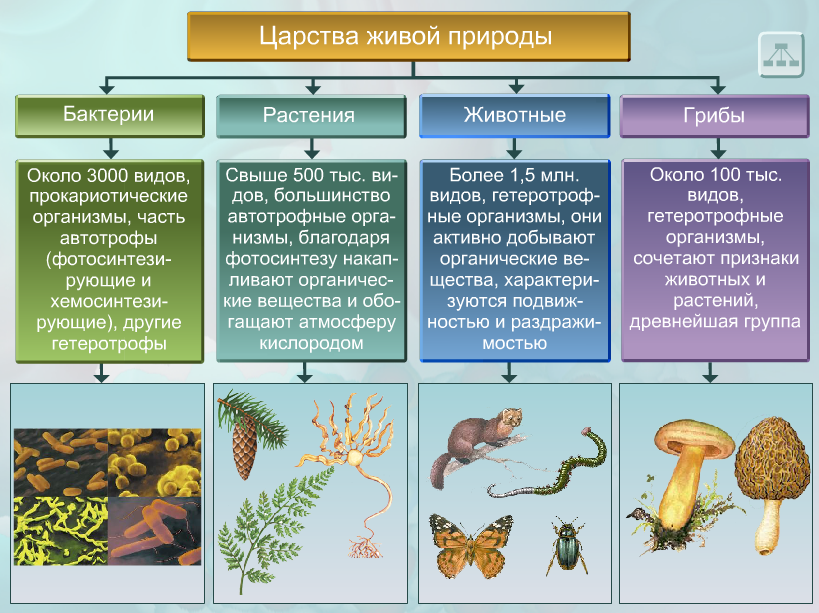 Конспект урока по биологии «Многообразие живых организмов»
