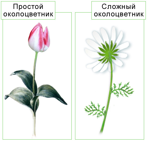 Конспект урока по биологии на тему: Строение цветка (6 класс)