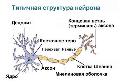 Открытый урок по теме Строение и функции нервной системы 9 класс