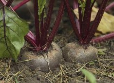 Урок математики по теме Деление трёхзначных на однозначное