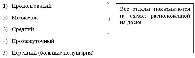 Урок по биологии для 8 классаСтроение и функции головного мозга