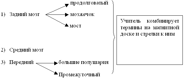 Урок по биологии для 8 классаСтроение и функции головного мозга