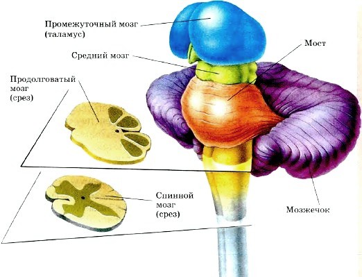 Урок по биологии для 8 классаСтроение и функции головного мозга